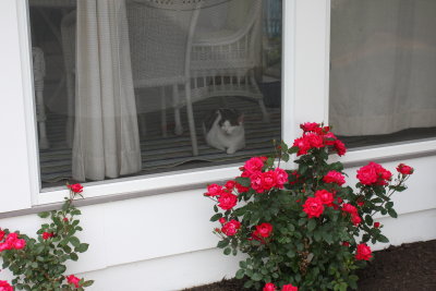 rockport_garden_tour_2015