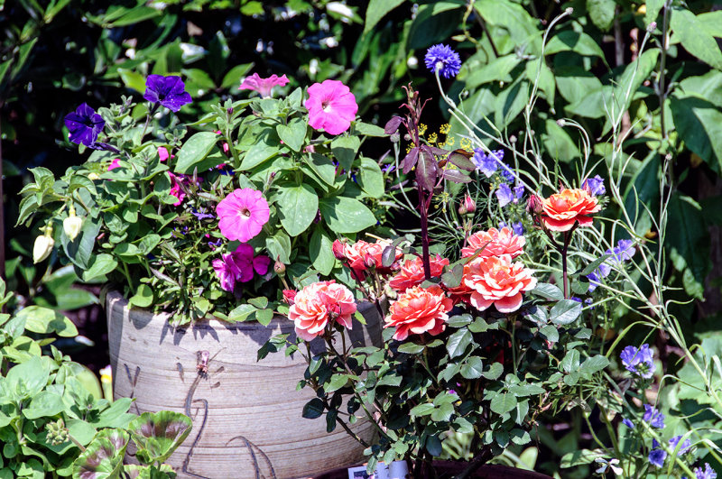 Flowers in the garden