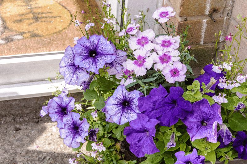 Flowers outside the porch door.