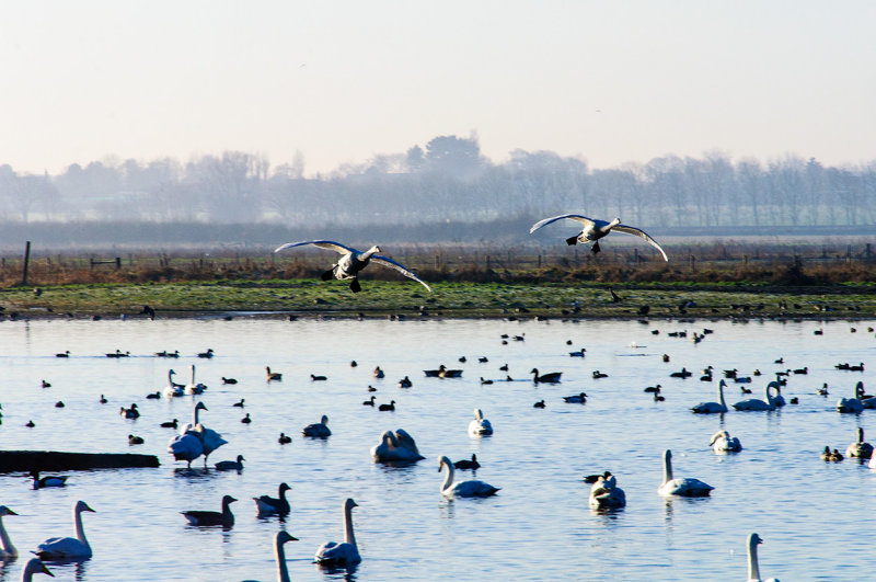 Swans at Martin Mere