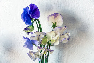 The first sweet peas from the garden 