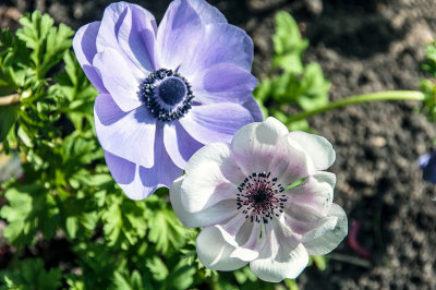 Flowers in the garden