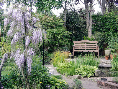 Wisteria in the garden