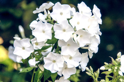 White flower