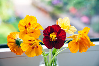 Flowers from the garden