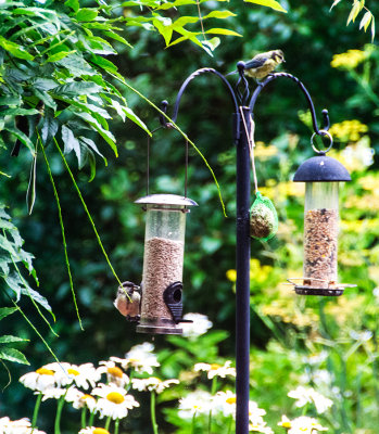 Birds on the feeders