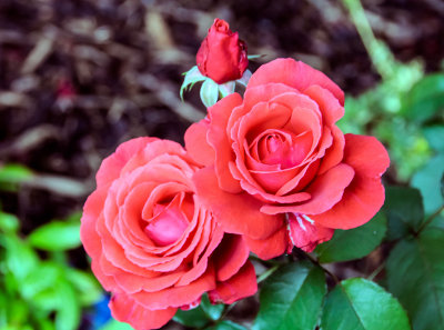 Roses in the Garden