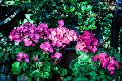 Geraniums in the garden    