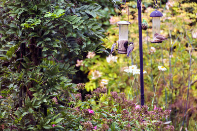 Birds in the garden