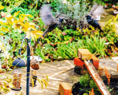 Starlings fighting over the feeders