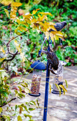 House, garden and animals in the garden 2013