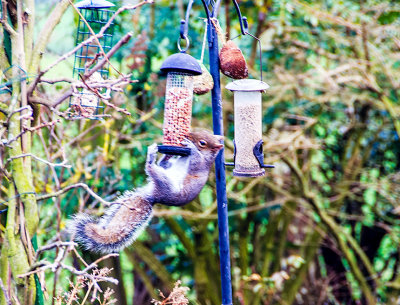 Squirrel in the garden