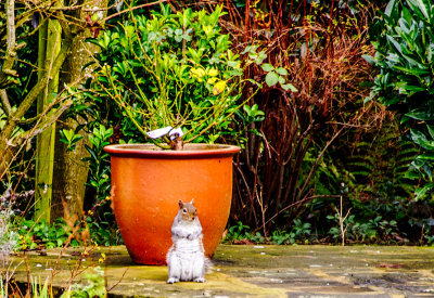 Squirrel in the garden