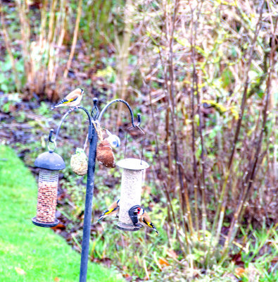Gold Finches in the garden