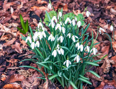 Snowdrops in the garden