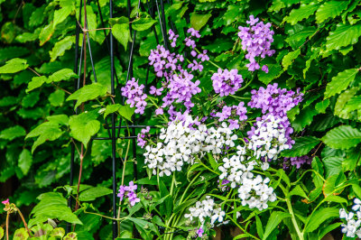 Flowers in the garden