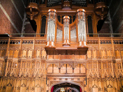 The organ