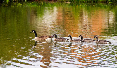 Mother goose and goslings