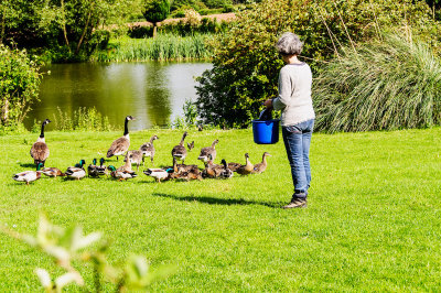 Abby feeding the ducks and geese