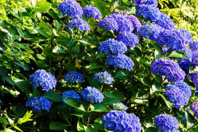 Hydrangea in the garden