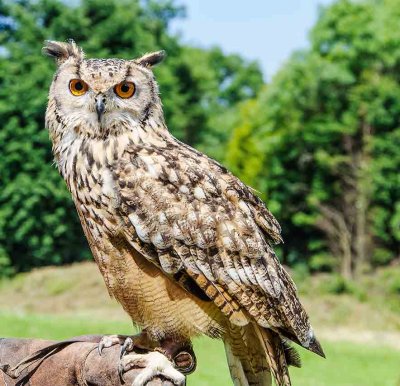 Turbary Woods Owl and Bird Sanctuary