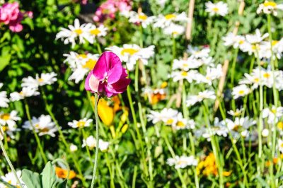 A lone sweet pea amongst the daisies