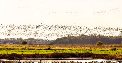 More geese flying in 