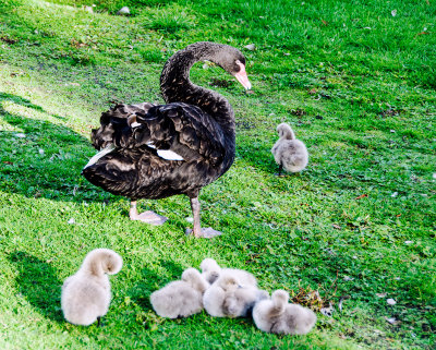 Mum and chicks
