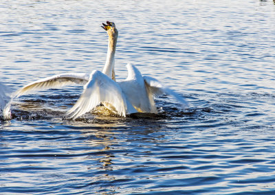 Swans fighting
