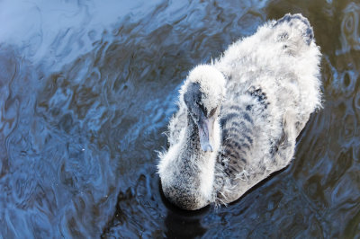 A very young black swan