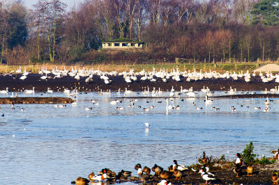 Swans at Martin Mere 