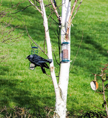 Jackdaw in the garden