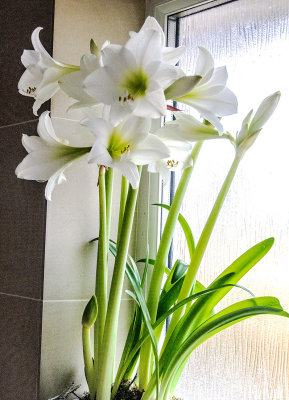 Amaryllis - a Christmas present