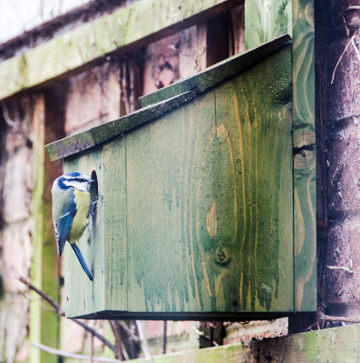 Blue cap checking out our nest box