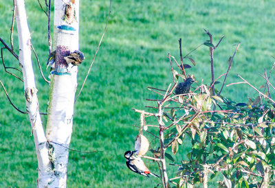Woodpecker