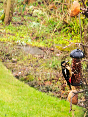 Woodpecker in the garden