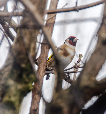 Gold finch in the garden