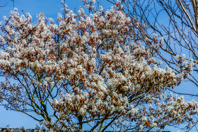 Amelanchier tree
