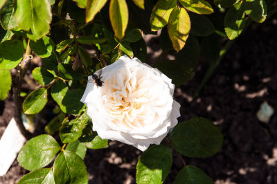Rose and and bee in the garden