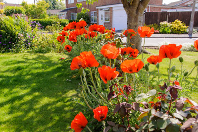 Poppies in the garden