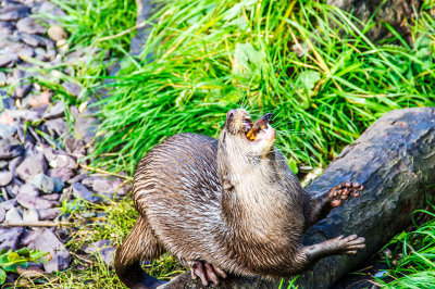 Otter swallowing a fish