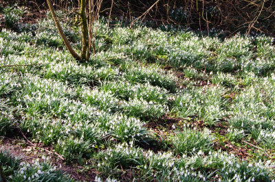Snowdrops
