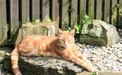 Monty sunning himself in the garden