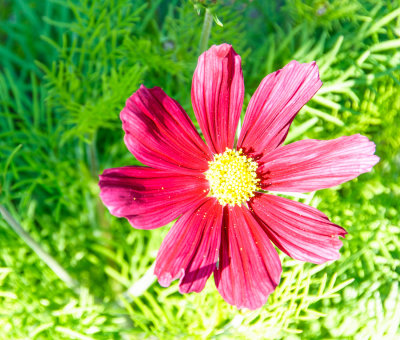 Garden flower