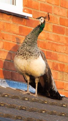 Peacock or is it a Peahen?