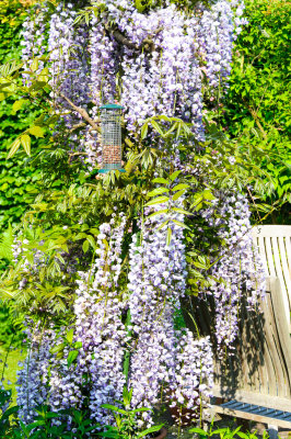 Wisteria in the garden