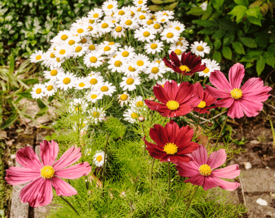 Flowers in the garden