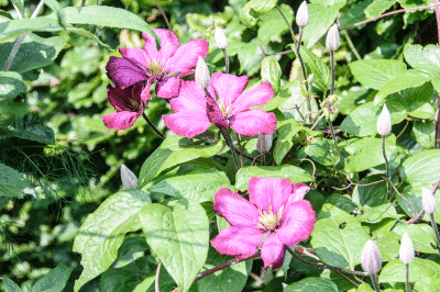 Clematis in the garden