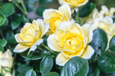 Yellow roses in the garden