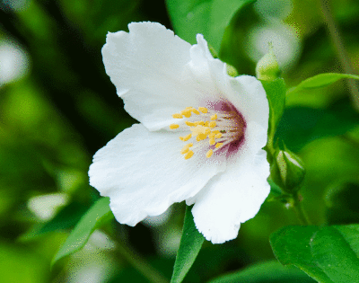 Clematis flower in the garden